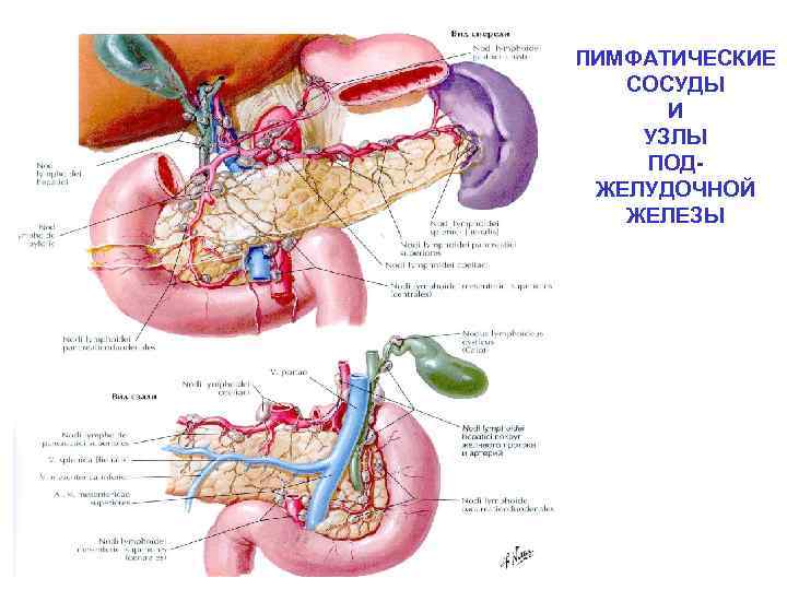 Лимфатические узлы поджелудочной железы. Лимфатические узлы поджелудочной железы анатомия. Лимфоузлы головки поджелудочной железы. Лимфоотток поджелудочной железы. Региональные лимфатические узлы поджелудочной железы.