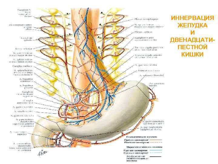 Иннервация позвоночника схема