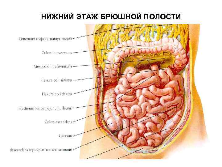 НИЖНИЙ ЭТАЖ БРЮШНОЙ ПОЛОСТИ 