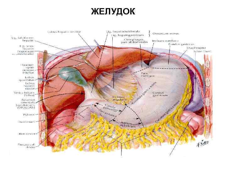 Борозды брюшной полости. Анатомия верхнего этажа брюшной полости.