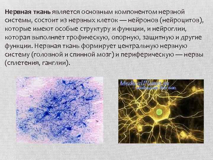 Нервная ткань является основным компонентом нервной системы, состоит из нервных клеток — нейронов (нейроцитов),