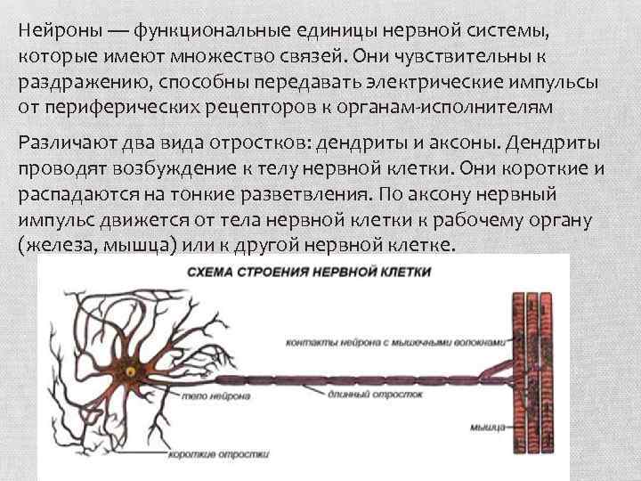 Нейроны — функциональные единицы нервной системы, которые имеют множество связей. Они чувствительны к раздражению,