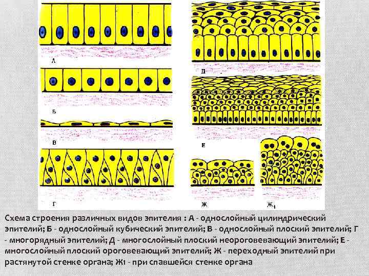 Схема строения различных видов эпителия : А - однослойный цилиндрический эпителий; Б - однослойный