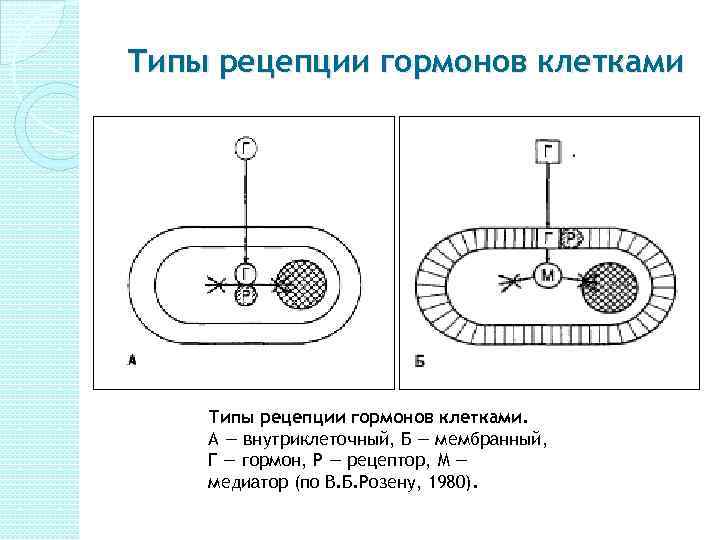 Схема внутриклеточной рецепции гормонов для которых характерен внутриклеточный тип рецепции