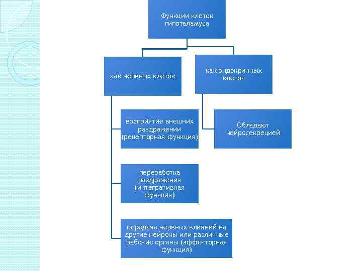 Функции клеток гипоталамуса как нервных клеток восприятие внешних раздражении (рецепторная функция) как эндокринных клеток
