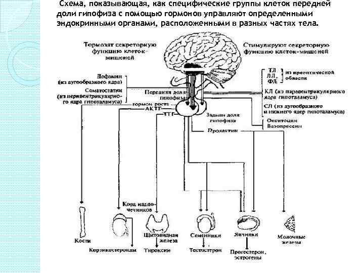 Схема выработки тестостерона