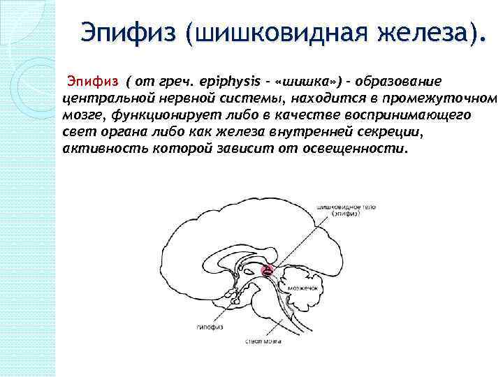 Медитация шишковидной железы. Эпифиз железа анатомия. Строение мозга шишковидная железа. Строение мозга человека эпифиз. Эпифиз нейрофизиология.
