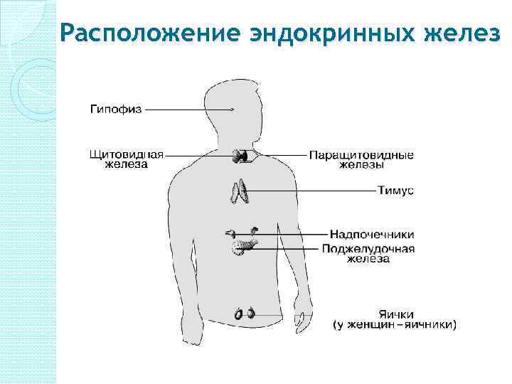 Эндокринные железы рисунок