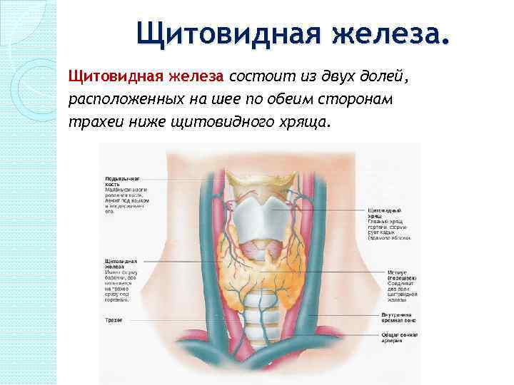 Где щитовидные железы. Строение щитовидного хряща и железы. Щитовидная железа состоит. Строение шеи щитовидная железа. Щитовидная железа состоит из двух долей.