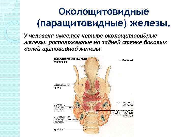 Паращитовидная железа фото где находится