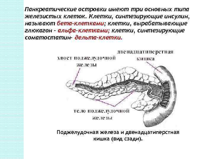 Общий план строения экзо и эндокринных желез