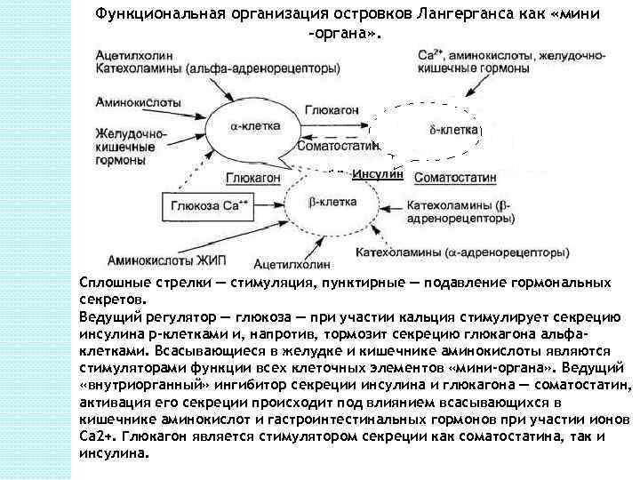 Самым сильным стимулятором выработки инсулина является