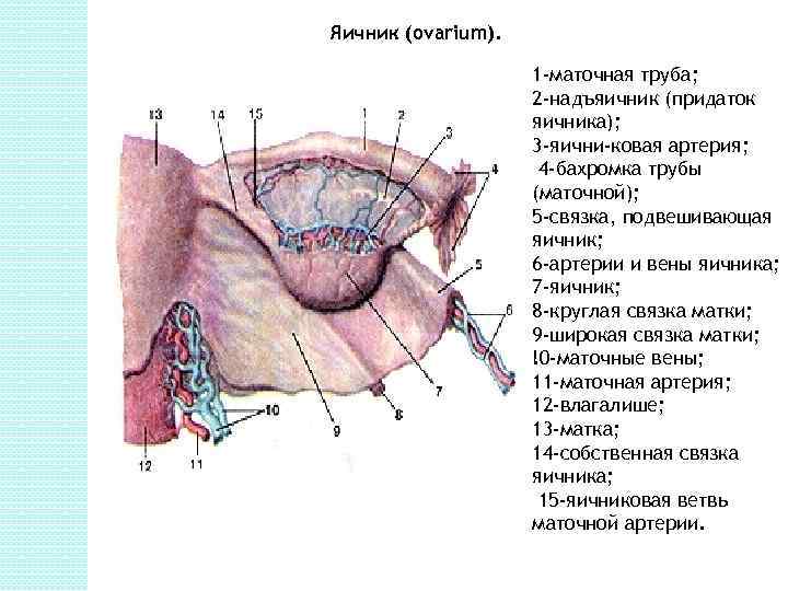 Латеральнее яичника