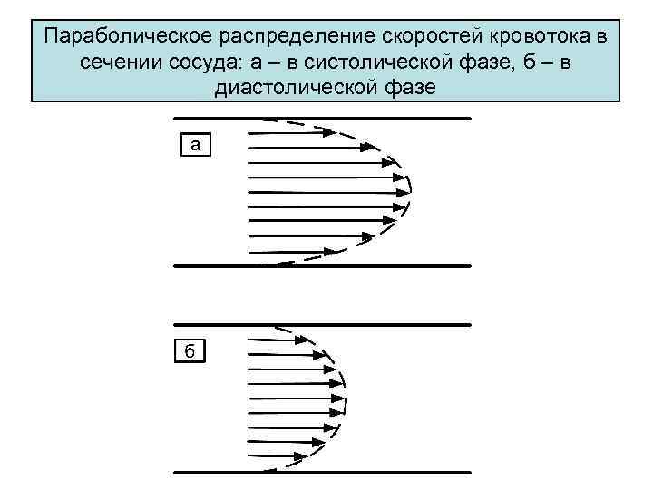 Параболическое распределение скоростей кровотока в сечении сосуда: а – в систолической фазе, б –