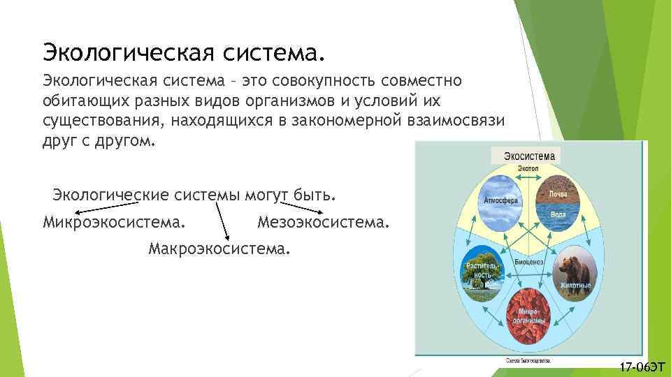 Экологическая система – это совокупность совместно обитающих разных видов организмов и условий их существования,