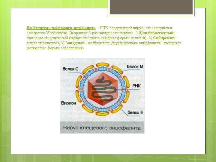 Возбудитель клещевого энцефалита – РНК-содержащий вирус, относящийся к семейству Vlaviviridae. Выделяют 3 разновидности вируса: