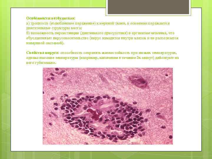 Особенности возбудителя: а) тропность (излюбленное поражение) к нервной ткани, в основном поражаются двигательные структуры