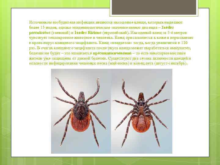 Источником возбудителя инфекции являются иксодовые клещи, которых выделяют более 15 видов, однако эпидемиологическое значение