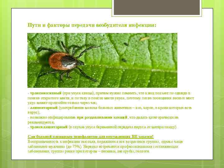 Пути и факторы передачи возбудителя инфекции: - трансмиссивный (при укусе клеща), причем нужно помнить,