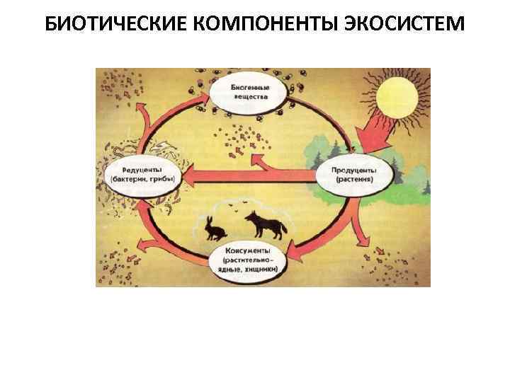 БИОТИЧЕСКИЕ КОМПОНЕНТЫ ЭКОСИСТЕМ 
