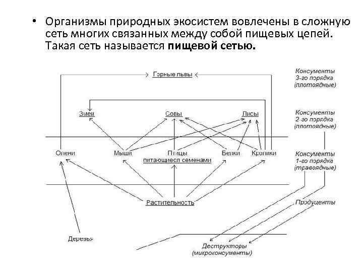  • Организмы природных экосистем вовлечены в сложную сеть многих связанных между собой пищевых