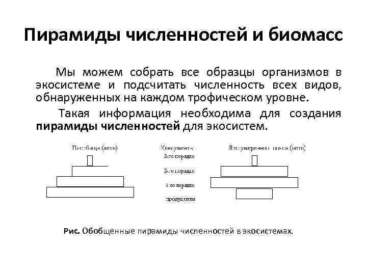 Пирамиды численностей и биомасс Мы можем собрать все образцы организмов в экосистеме и подсчитать
