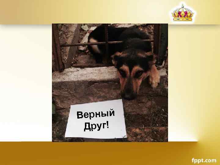 Верный Друг! 