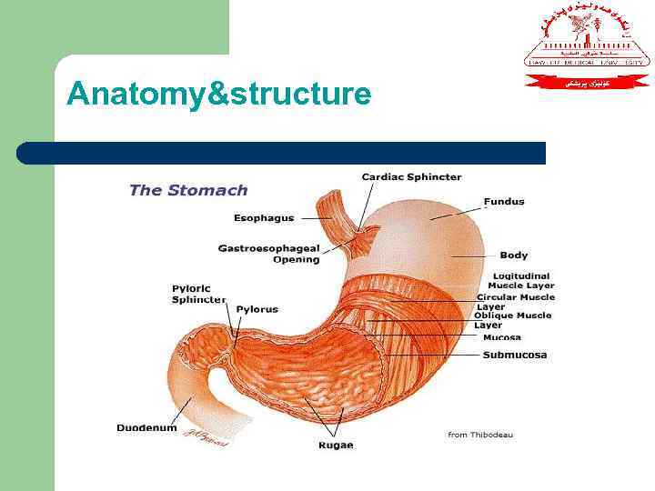 Anatomy&structure 