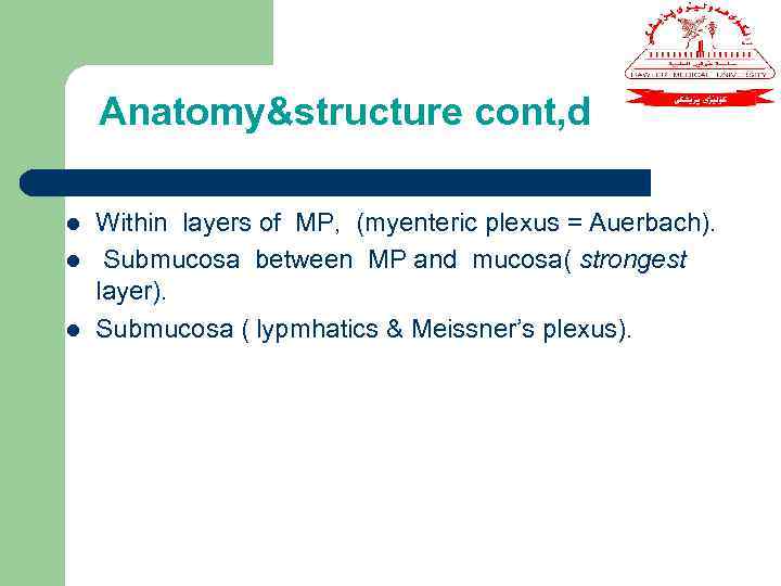 Anatomy&structure cont, d l l l Within layers of MP, (myenteric plexus = Auerbach).