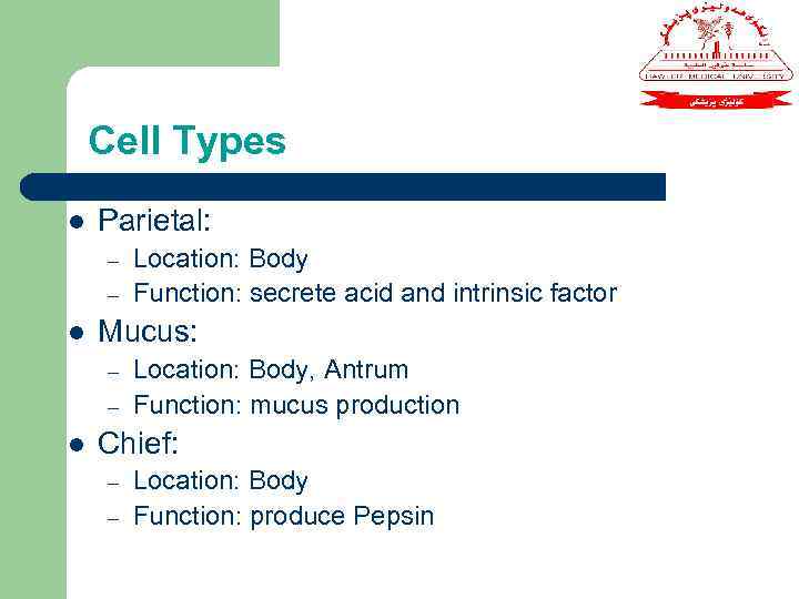 Cell Types l Parietal: – – l Mucus: – – l Location: Body Function: