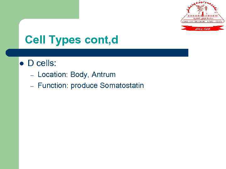 Cell Types cont, d l D cells: – – Location: Body, Antrum Function: produce