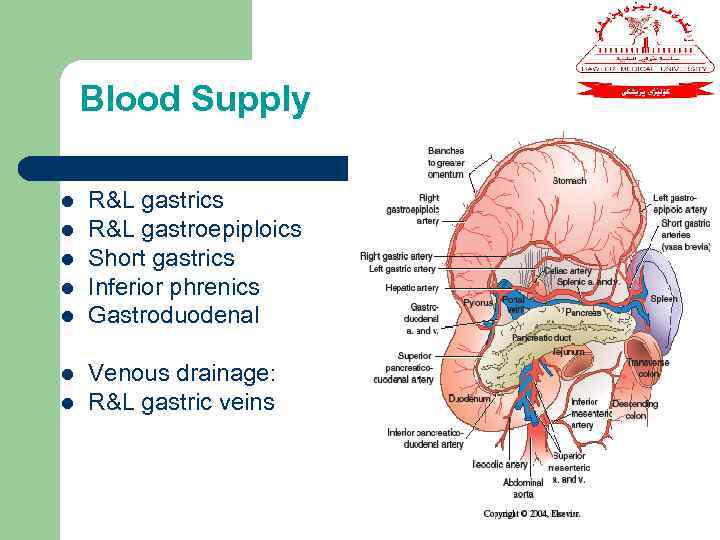 Blood Supply l l l l R&L gastrics R&L gastroepiploics Short gastrics Inferior phrenics