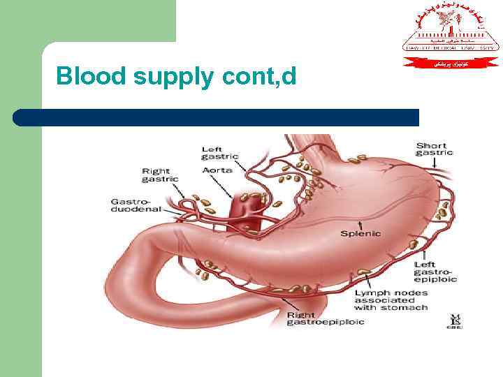 Blood supply cont, d 