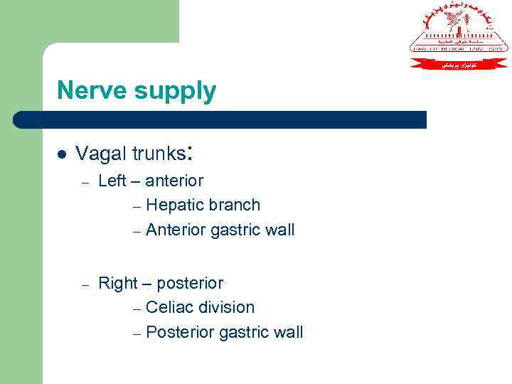 Nerve supply l Vagal trunks: – Left – anterior – Hepatic branch – Anterior