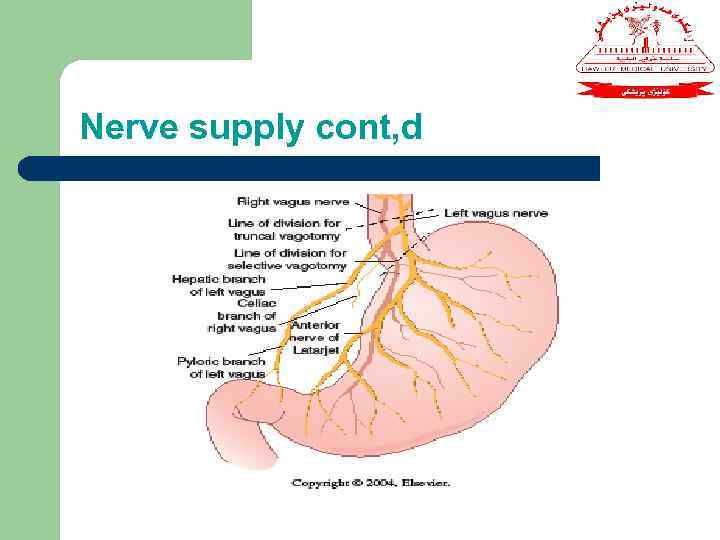 Nerve supply cont, d 