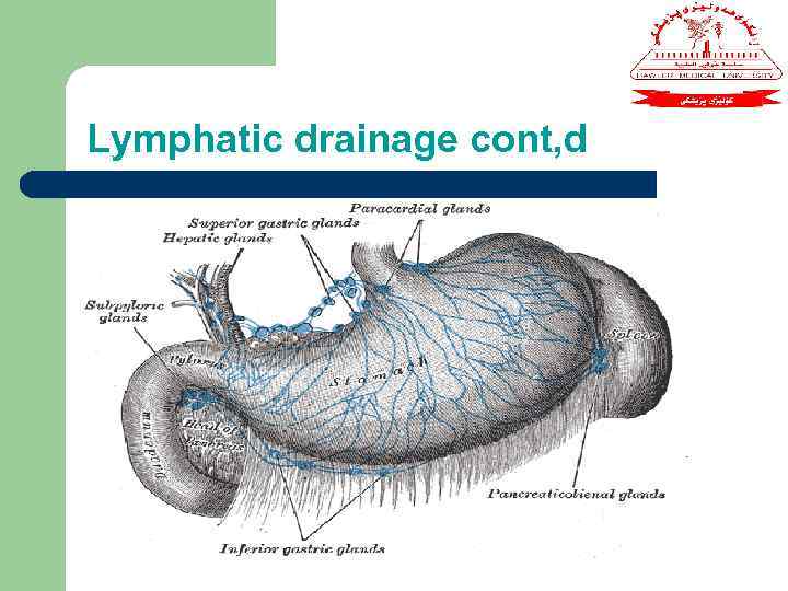 Lymphatic drainage cont, d 