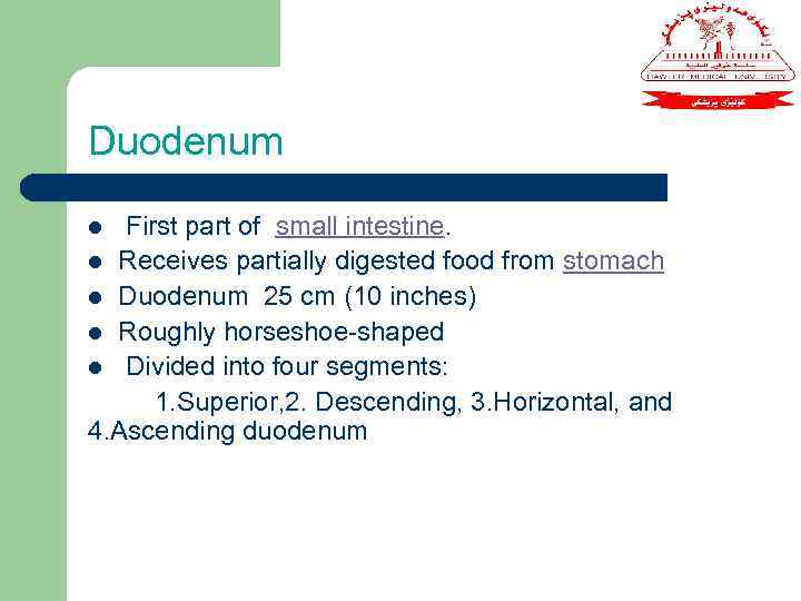 Duodenum First part of small intestine. l Receives partially digested food from stomach l