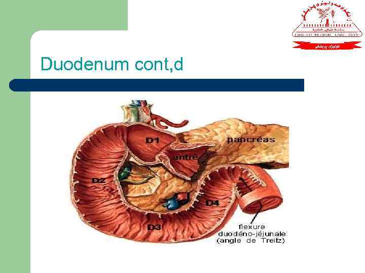 Duodenum cont, d 