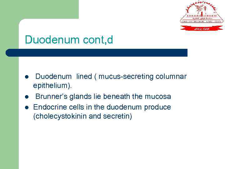 Duodenum cont, d l l l Duodenum lined ( mucus-secreting columnar epithelium). Brunner’s glands