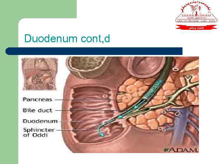 Duodenum cont, d 