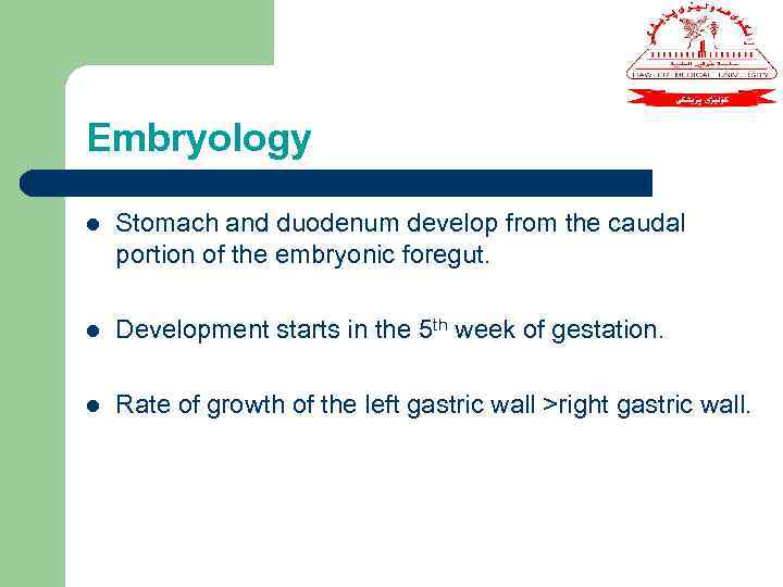 Embryology l Stomach and duodenum develop from the caudal portion of the embryonic foregut.