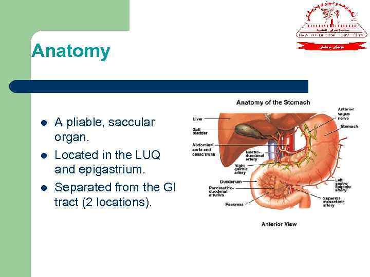 Anatomy l l l A pliable, saccular organ. Located in the LUQ and epigastrium.