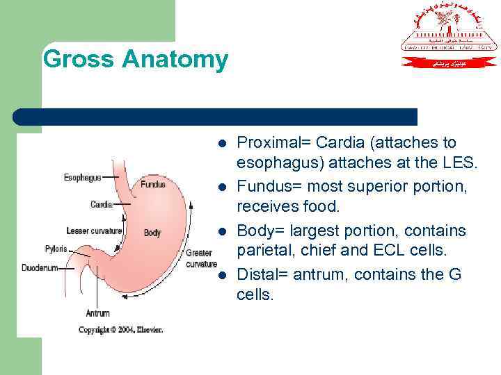 Gross Anatomy l l Proximal= Cardia (attaches to esophagus) attaches at the LES. Fundus=