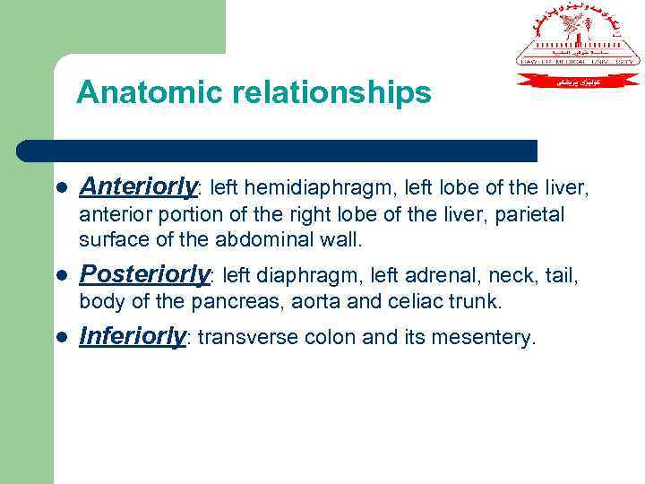 Anatomic relationships l Anteriorly: left hemidiaphragm, left lobe of the liver, anterior portion of