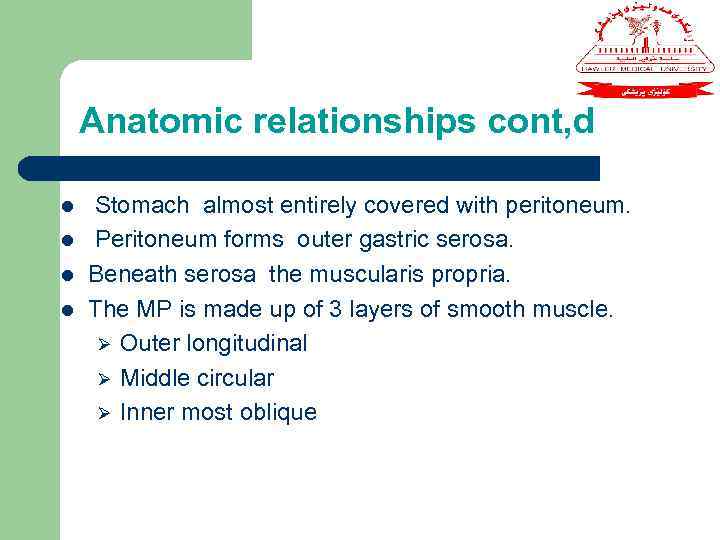 Anatomic relationships cont, d l l Stomach almost entirely covered with peritoneum. Peritoneum forms