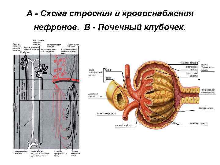 А - Схема строения и кровоснабжения нефронов. В - Почечный клубочек. 