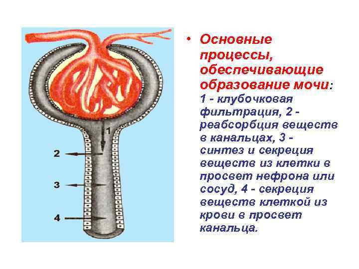 Фильтрация мочи. Процессы образования мочи: фильтрация, реабсорбция и секреция. Процесс образования мочи клубочковая фильтрация. Базовые процессы образования мочи. Механизм образования мочи фильтрация.