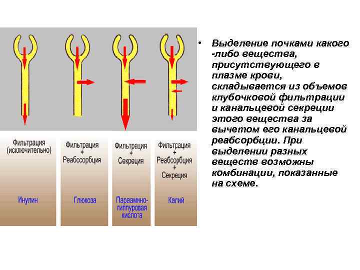 Вещество выделено. Какие вещества выделяют почки. Вещества выделяемые почками. Выделение экскреция почками.