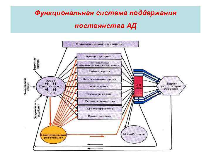 Функциональная система поддержания постоянства АД 