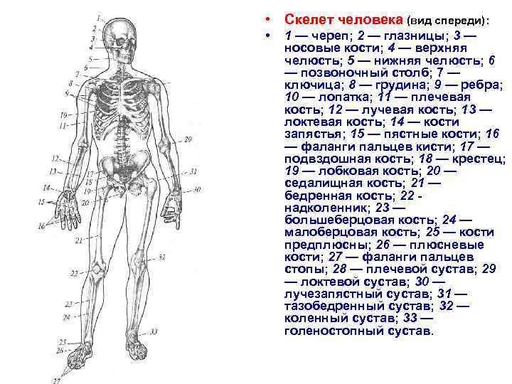  • Скелет человека (вид спереди): • 1 — череп; 2 — глазницы; 3